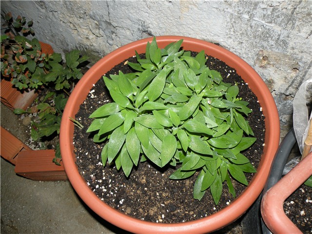 alstromeria